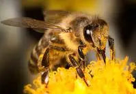 Bienes rolle i naturen og økosystemet - BIELYS.NO - Bivoks - Bivokslys